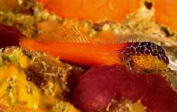 A red blenny very special yellow color under the muzzle i... by Fabrizio Frixa 